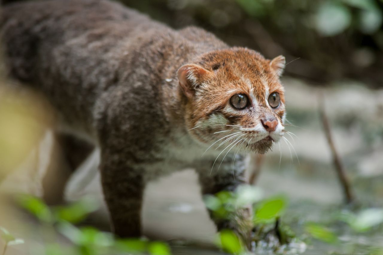 Flat-headed Small wild cats