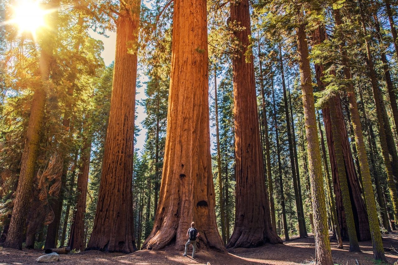 Sequoia,Vs,Man.,Giant,Sequoias,Forest,And,The,Tourist,With, Humboldt County
