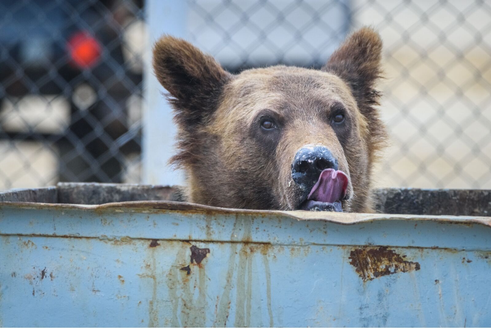 Improper trash disposal can drive wildlife into residential neighborhoods, creating unfortunate encounters for locals and wildlife alike