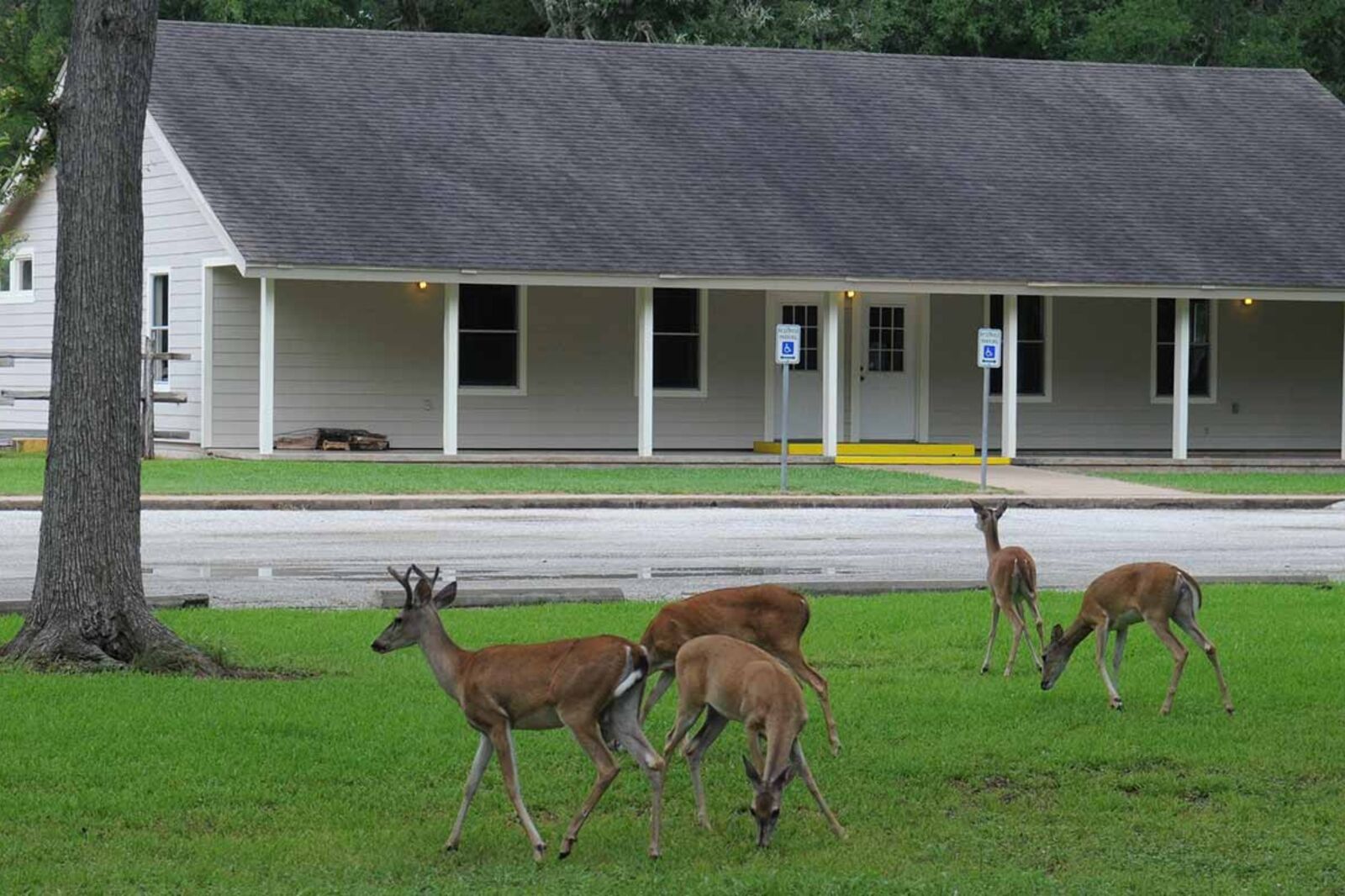 Deers in Stephen.F Austin State Park one of the best places for camping in Houston