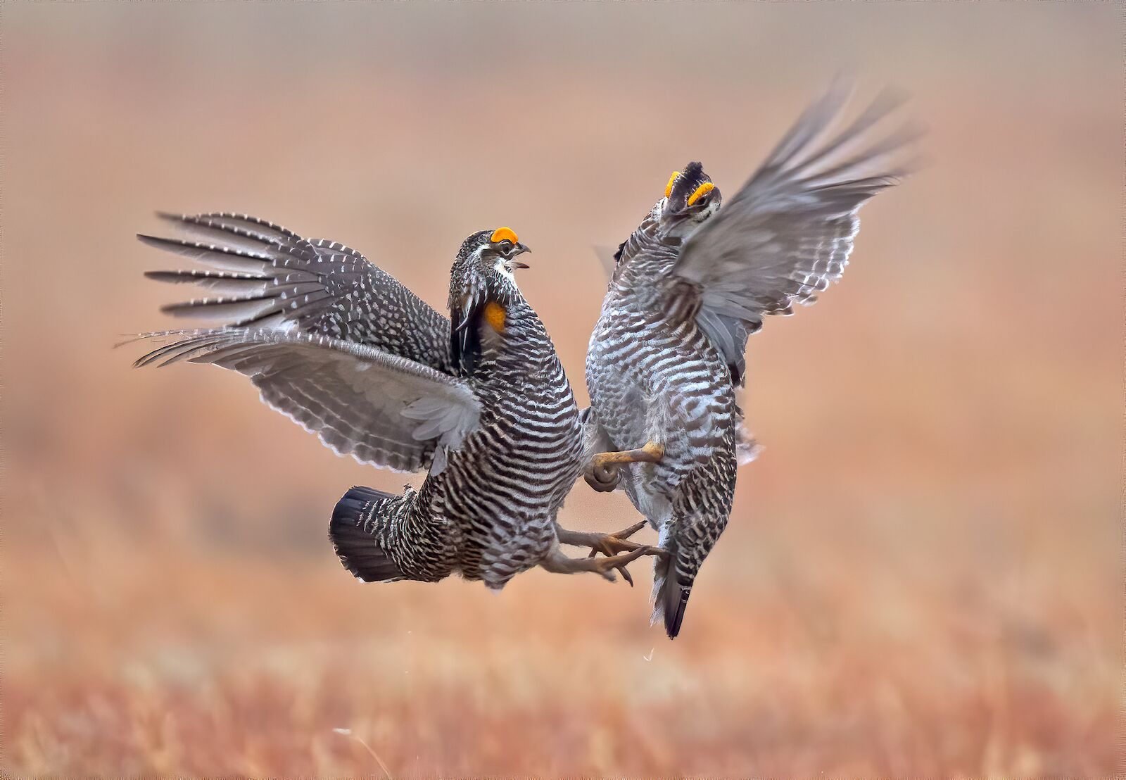 prairie chickens fighting 