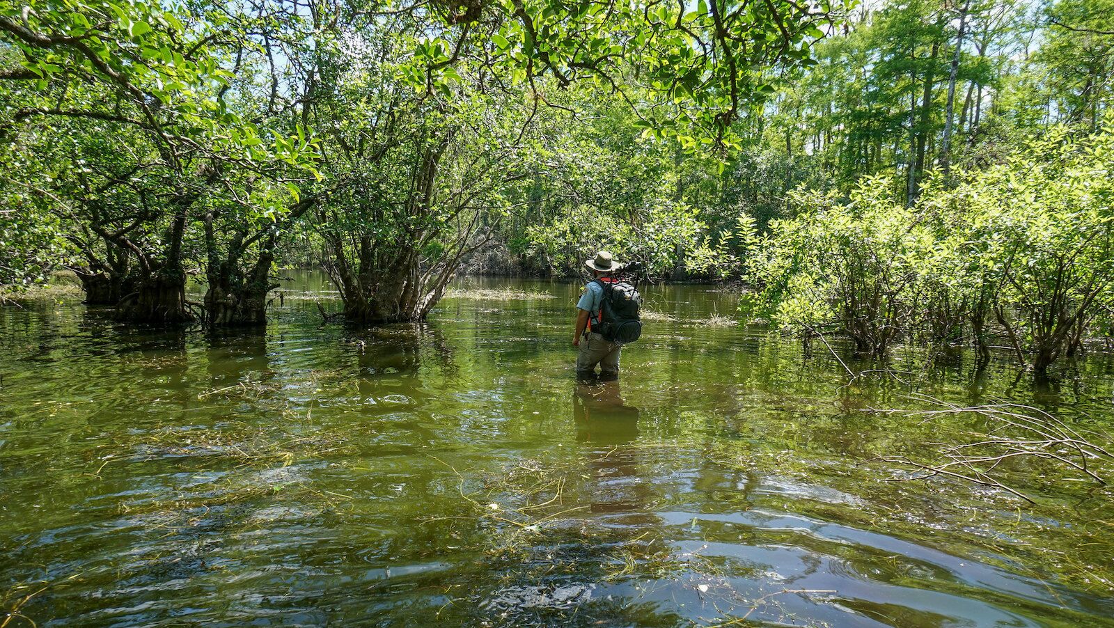 man walking butt-deep in swamp