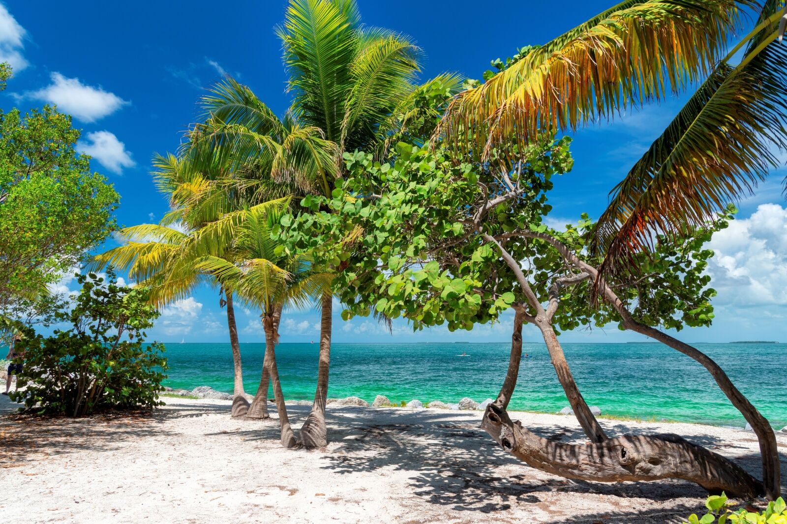Palm trees and turquoise sea in a tropical beach in Key Largo, Florida